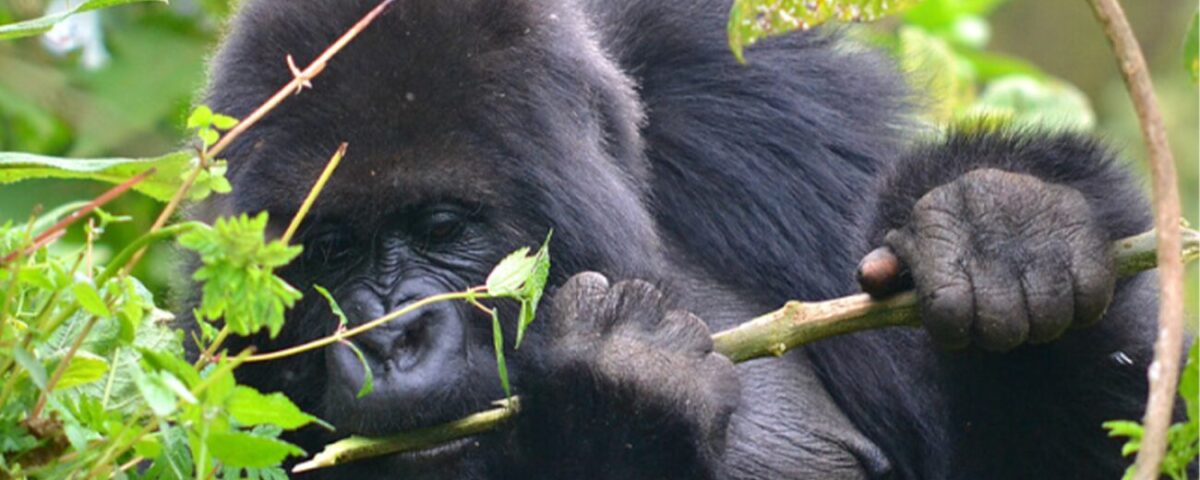 What to Expect on Uganda Gorillas and Wildlife Safaris