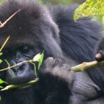 What to Expect on Uganda Gorillas and Wildlife Safaris