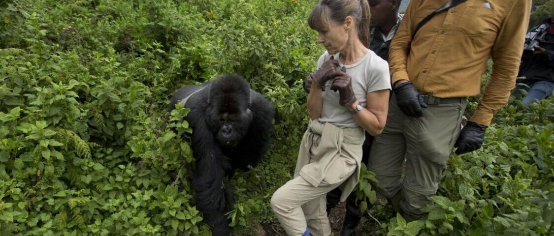 Understanding the Rules and Guidelines for Uganda Gorillas