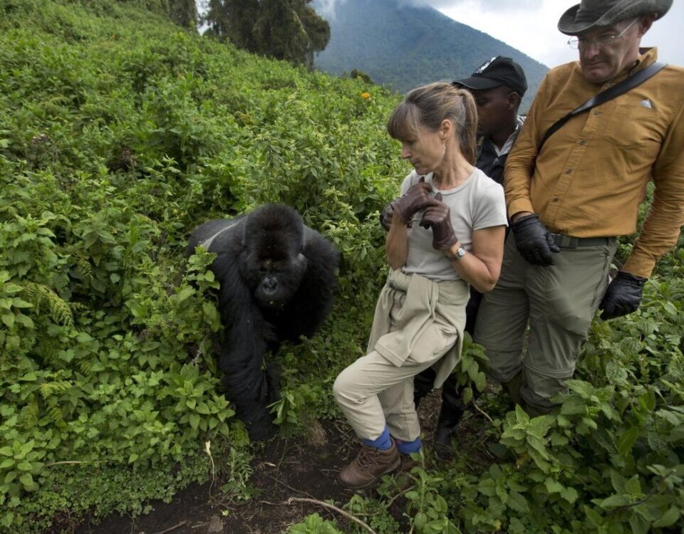 Understanding the Rules and Guidelines for Uganda Gorillas