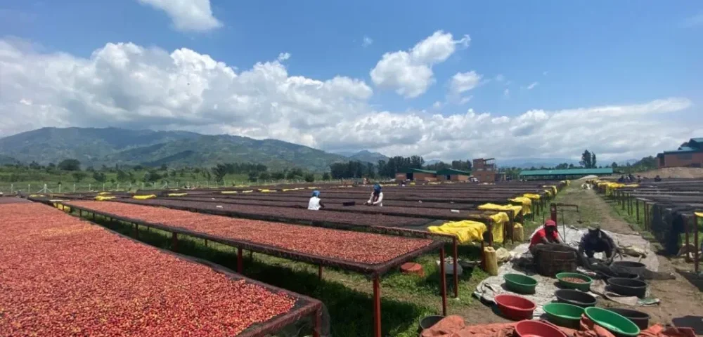 coffee-tasting-tour-in-kampala