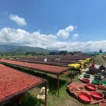 coffee-tasting-tour-in-kampala