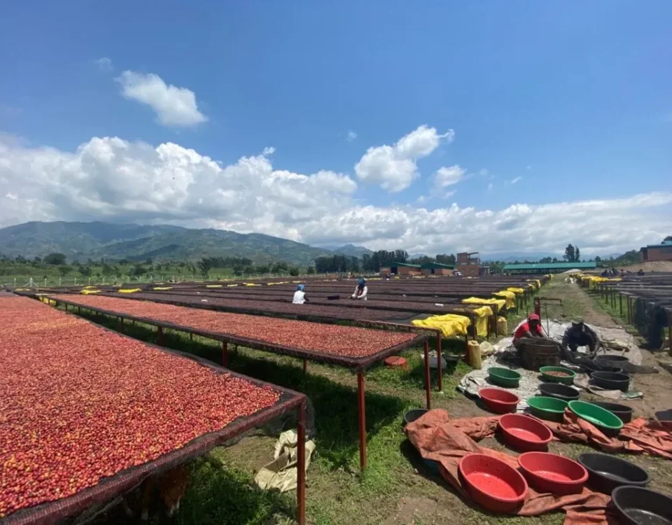 coffee-tasting-tour-in-kampala
