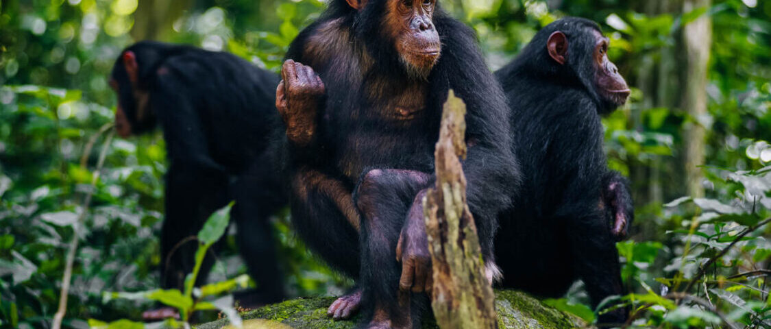 Is Chimpanzee Trekking Safe?