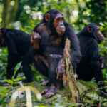 What is the Lifespan of a Chimpanzee?