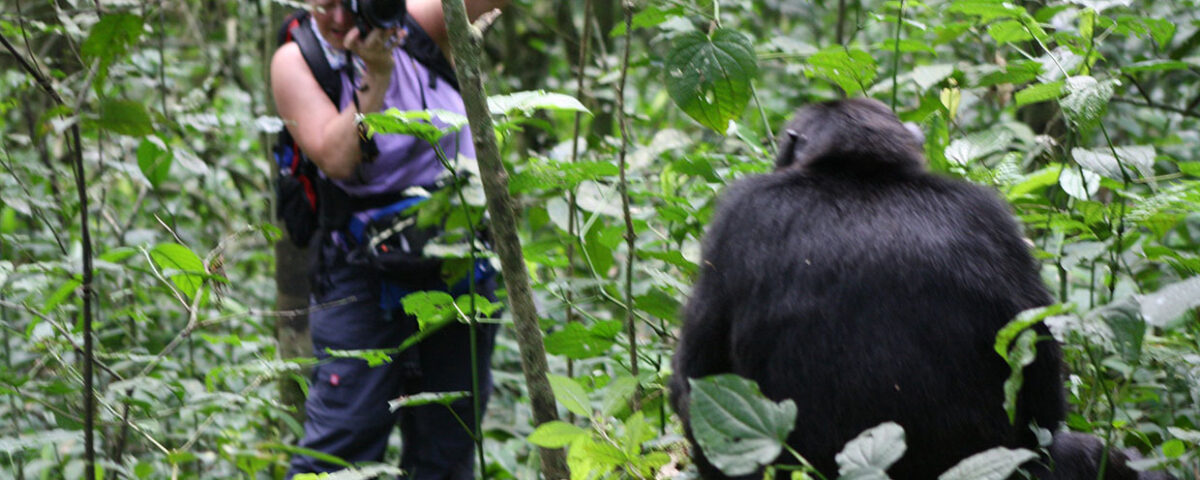 What is Chimpanzee Trekking?