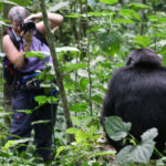What is Chimpanzee Trekking?