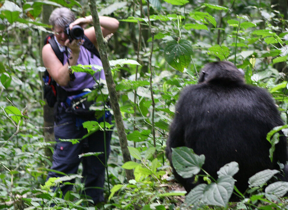 What is Chimpanzee Trekking?