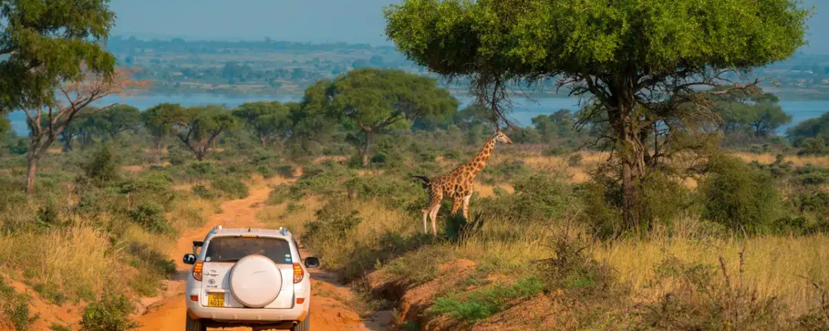 What Are the Best Times to Go for a Game Drive Safari in Uganda?