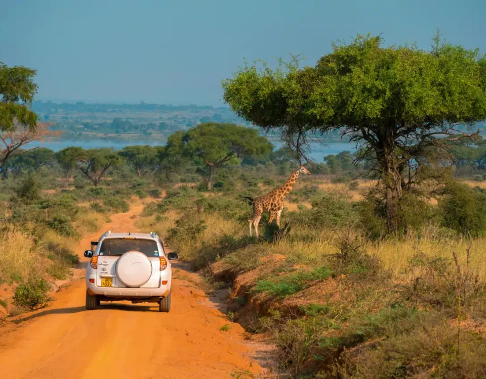What Are the Best Times to Go for a Game Drive Safari in Uganda?
