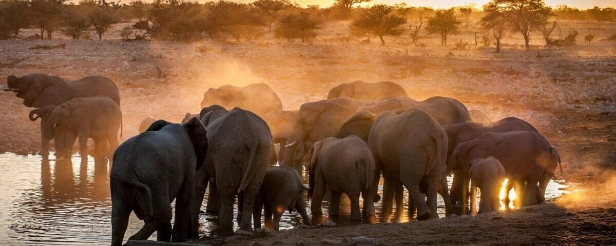 What Is a Night Game Drive