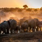 What Is a Night Game Drive