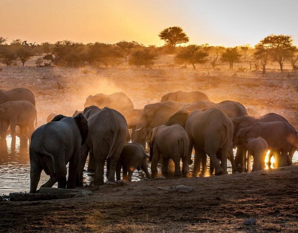 What Is a Night Game Drive
