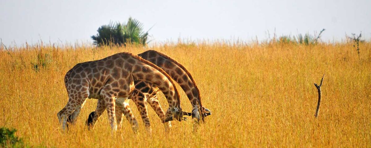 How Long Does a Typical Game Drive Last?