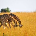 How Long Does a Typical Game Drive Last?