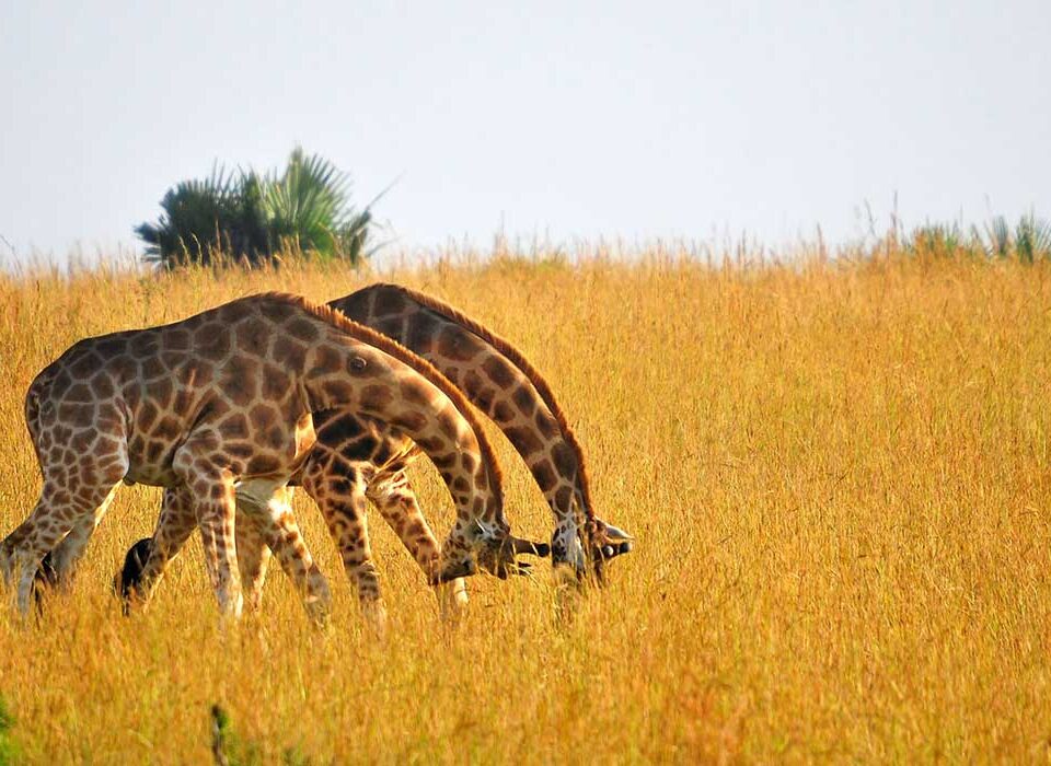 How Long Does a Typical Game Drive Last?