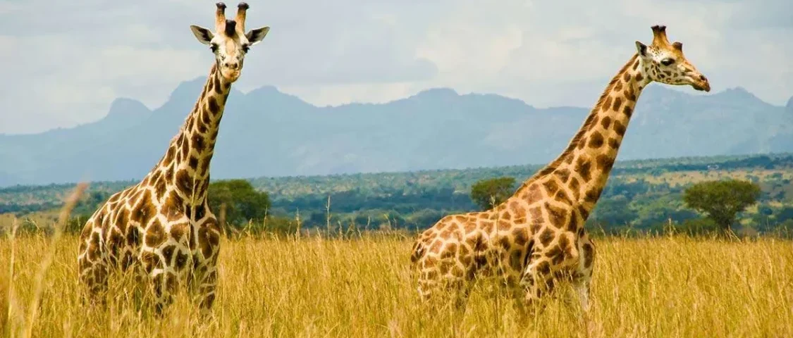 What Animals Can I Expect to See on a Game Drive in Uganda?