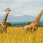 What Animals Can I Expect to See on a Game Drive in Uganda?