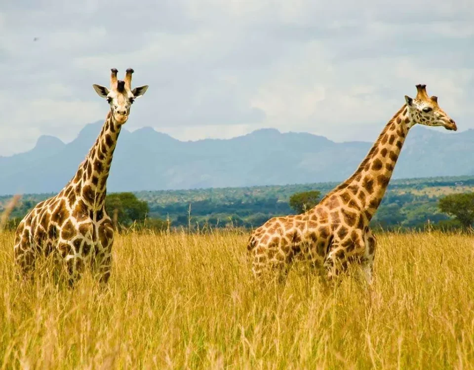 What Animals Can I Expect to See on a Game Drive in Uganda?
