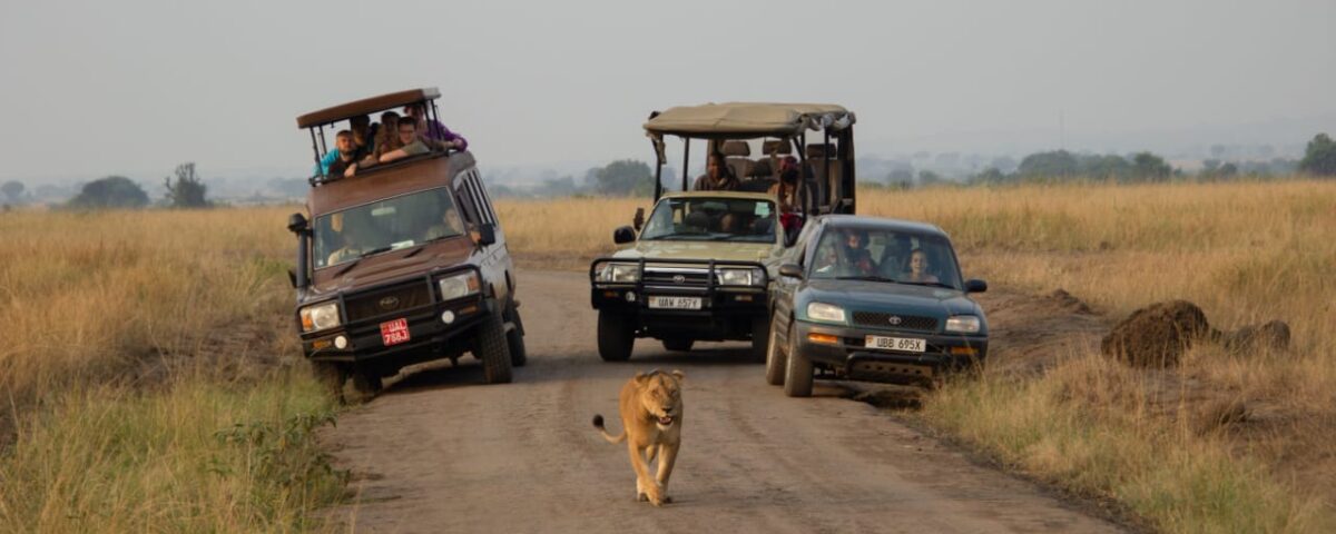 What Are the Best National Parks in Uganda for Game Drives?