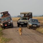 What Are the Best National Parks in Uganda for Game Drives?