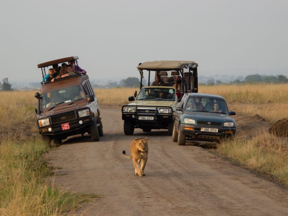 What Are the Best National Parks in Uganda for Game Drives?